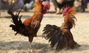 Đá Gà WS168 tại 789WIN